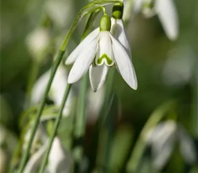 Galanthus
