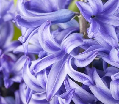 Hyacinthus multiflora, in Farben