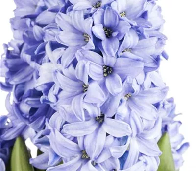 Hyacinthus orientalis i.S. Hyacinthus orientalis i.S.