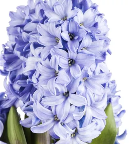 Hyacinthus orientalis i.S. Hyacinthus orientalis i.S.