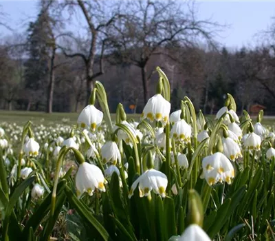 Leucojum vernum