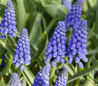 Muscari armeniacum