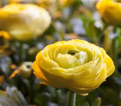 Ranunculus asiaticus