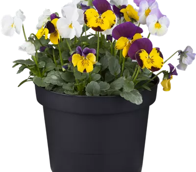 Viola cornuta 'Trio'