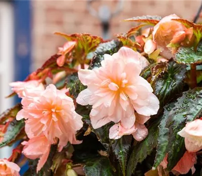 Begonia belleconia