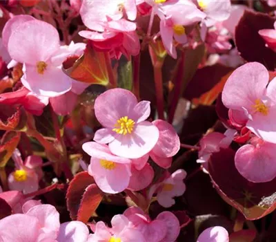Begonia semperflorens