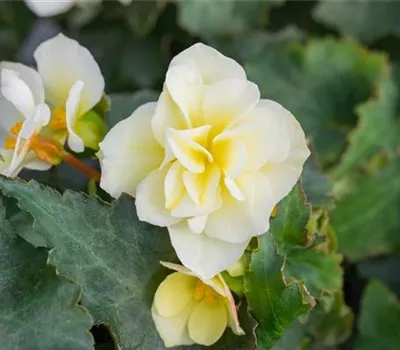 Begonia tuberhybrida