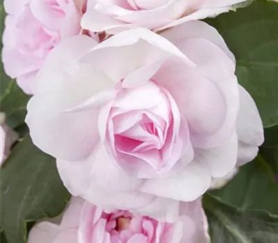 Impatiens walleriana