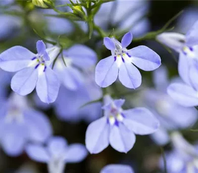 Lobelia erinus i.S.