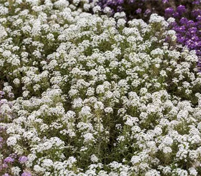 Lobularia