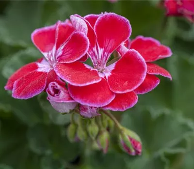 Pelargonium Burgundy