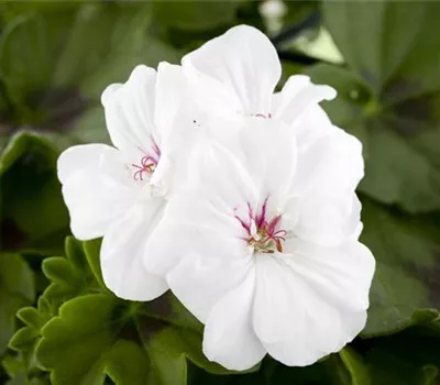 Pelargonium peltatum