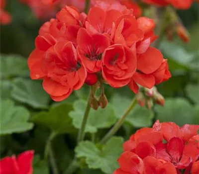 Pelargonium zonale
