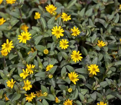 Sanvitalia Superbini