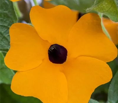 Thunbergia alata