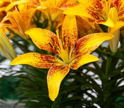 Lilie 'Tiny Bee', gelb