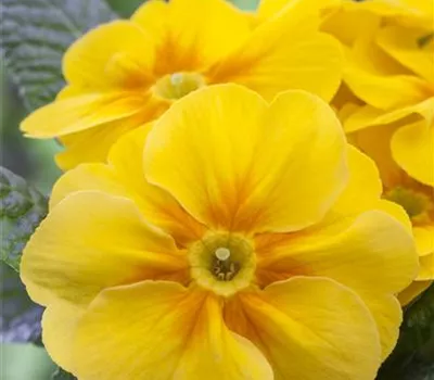 Primula vulgaris i.S. Primula vulgaris i.S.