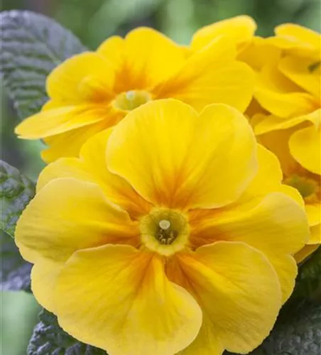 Primula vulgaris i.S. Primula vulgaris i.S.