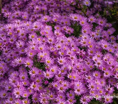 Kissen-Aster Kissen-Aster