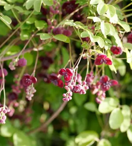Akebia quinata 'Silver Bells'