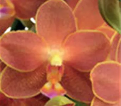 Phalaenopsis Belladoro - Jungpflanze Phalaenopsis Belladoro - Jungpflanze