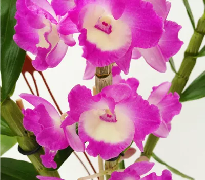 Dendrobium nobile rosa - weiß Dendrobium nobile rosa - weiß