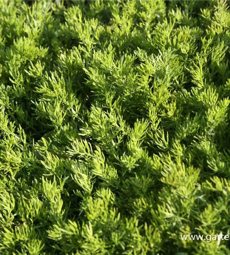 Chamaemelum nobile 'Treneague' Chamaemelum nobile 'Treneague'