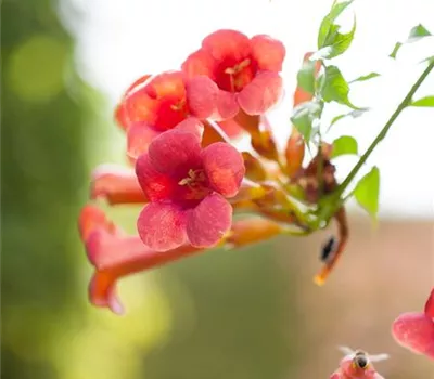 Campsis radicans 'Flamenco'