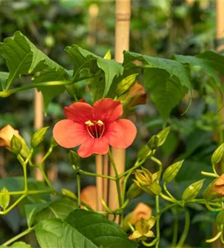 Campsis radicans 'Stromboli' -R-