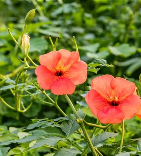 Campsis tagliabuana 'Mme Galen'