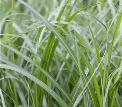 Miscanthus i.S. Miscanthus i.S.