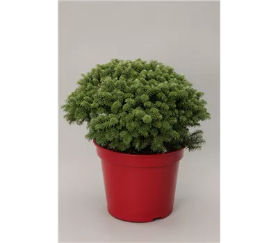 Abies koreana 'Brillant'
