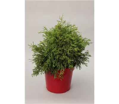 Chamaecyparis obtusa 'Coralliformis'