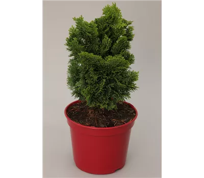 Chamaecyparis obtusa 'Nana Gracilis'