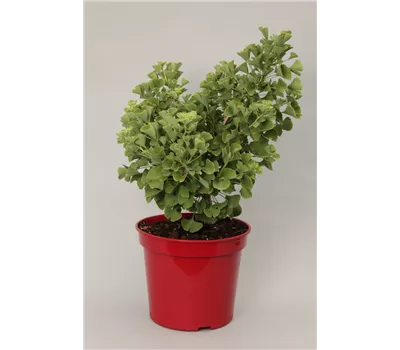 Ginkgo biloba 'Globus'