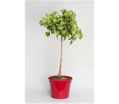Ginkgo biloba 'Mariken'
