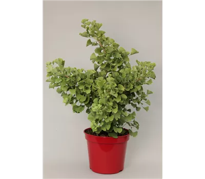 Ginkgo biloba 'Simon'