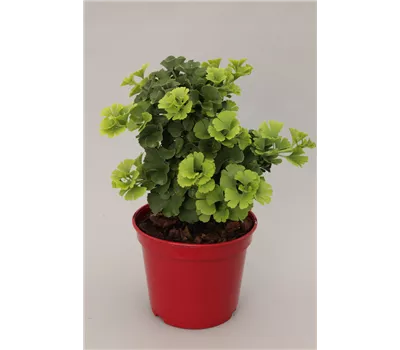 Ginkgo biloba 'Troll'