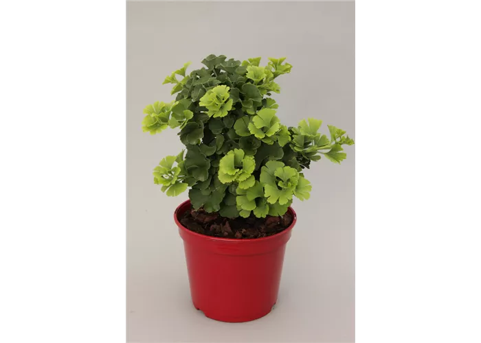 Ginkgo biloba 'Troll'