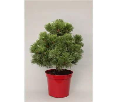 Pinus nigra 'Nana' Pinus nigra 'Nana'