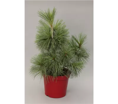 Pinus schwerinii 'Wiethorst' Pinus schwerinii 'Wiethorst'