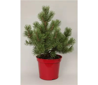 Pinus uncinata 'La Cabana' Pinus uncinata 'La Cabana'