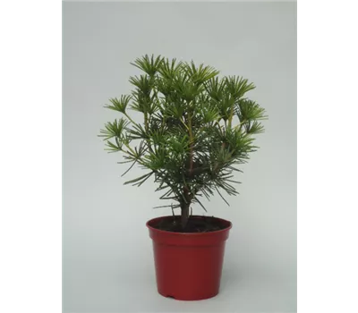Sciadopitys verticillata Sciadopitys verticillata