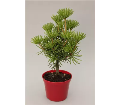 Sciadopitys verticillata 'Sternschnuppe' Sciadopitys verticillata 'Sternschnuppe'