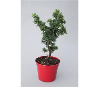 Taxus baccata 'Cristata' Taxus baccata 'Cristata'