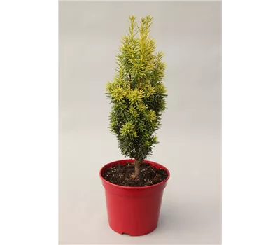 Taxus baccata 'David' Taxus baccata 'David'