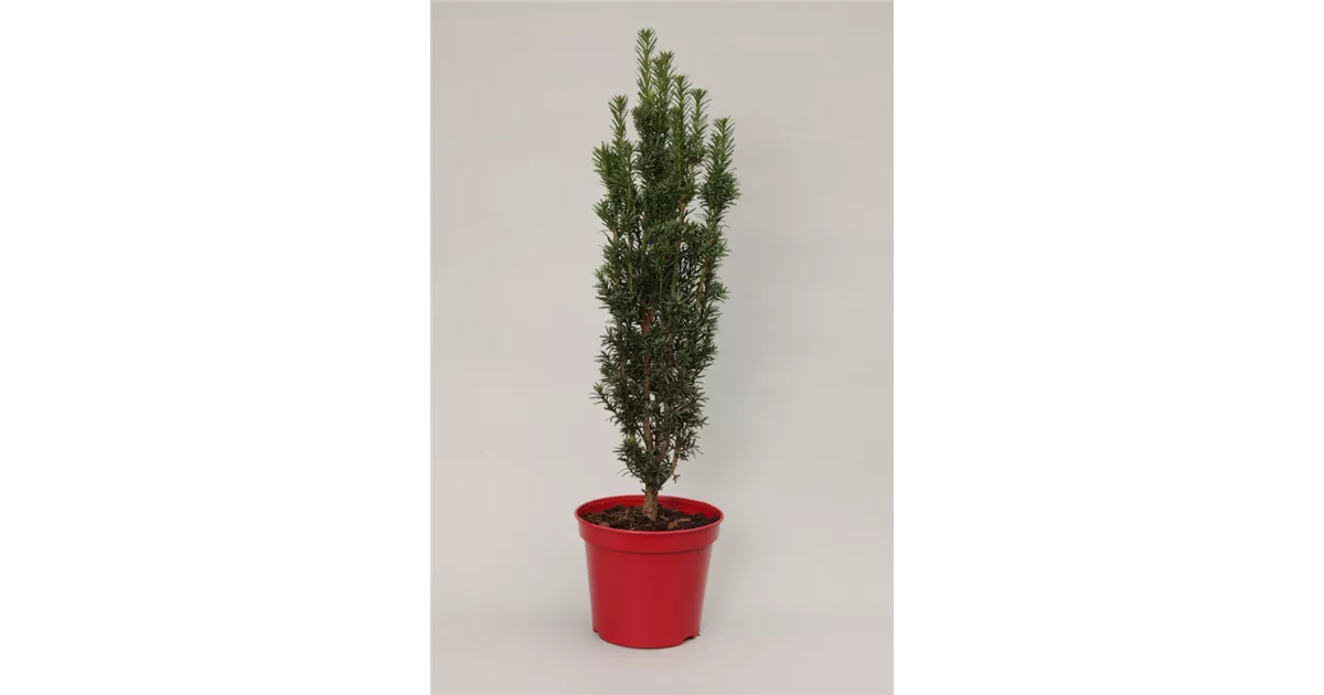 Taxus baccata 'Pirat'