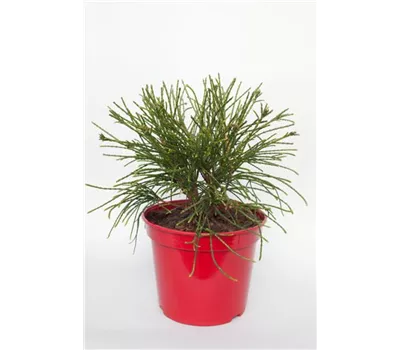 Thuja plicata 'Whipcord' Thuja plicata 'Whipcord'