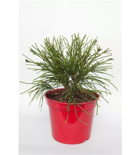 Thuja plicata 'Whipcord' Thuja plicata 'Whipcord'