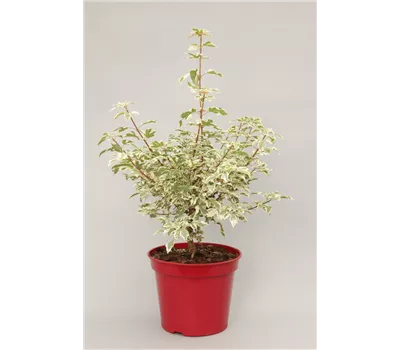 Acer campestre 'Carnival' Acer campestre 'Carnival'